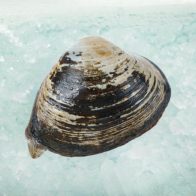 KANESHIME-C Japan Hokkaido Live Surf Clam