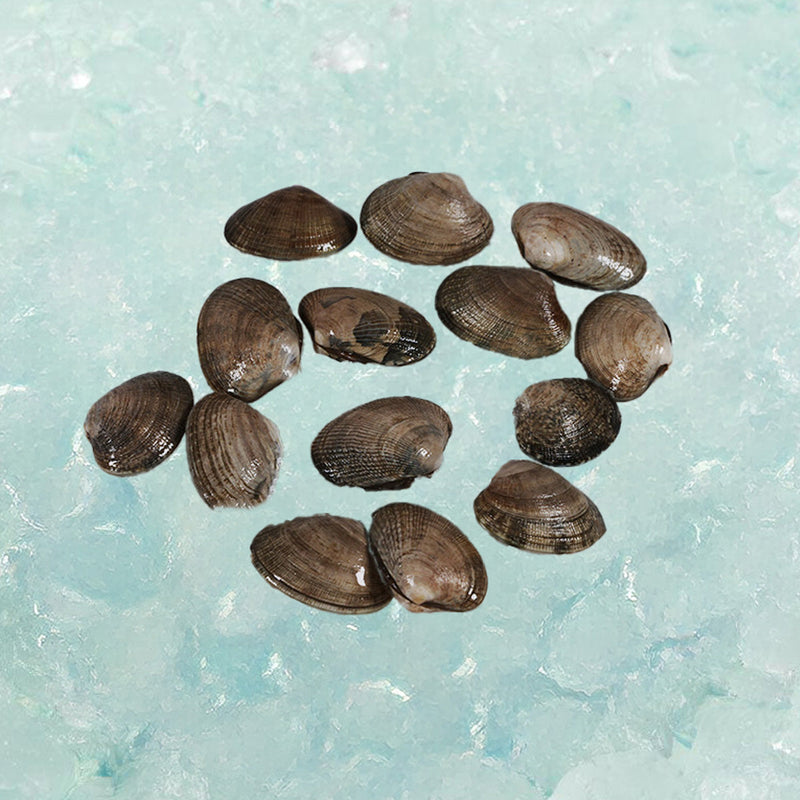 KANESHIME-C Japan Hokkaido Live Asari Clam  (200g)