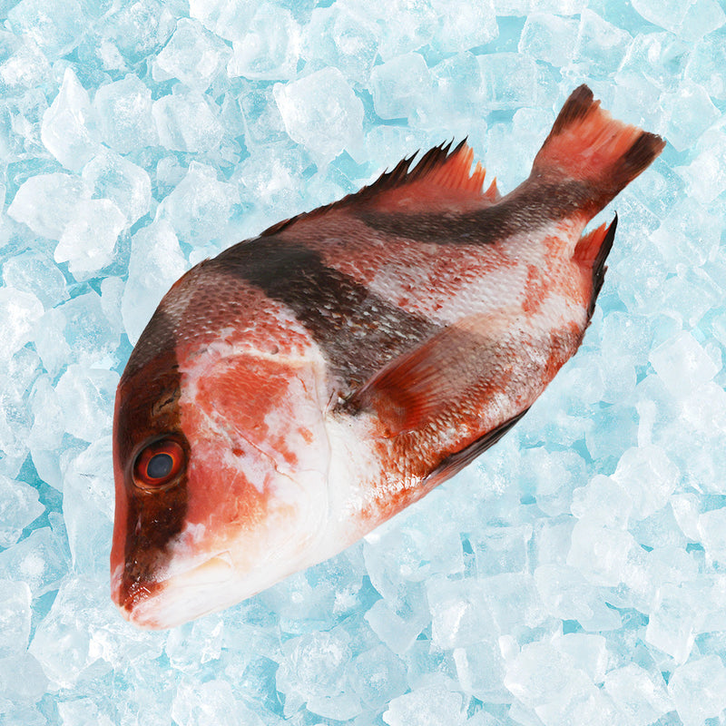 Japan Okinawa Whole Blacktip Grouper (Pre-pack)  (100g)