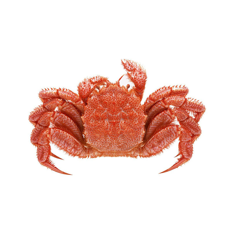 MARUTO SUISAN Hokkaido/Russian Boiled Frozen Horsehair Crab  (1pc)