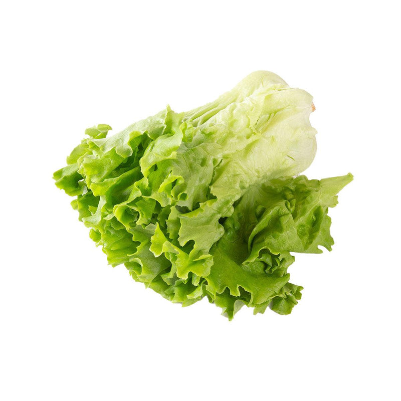 Japan Okinawa Hydroponics Pleated Lettuce  (1pack)
