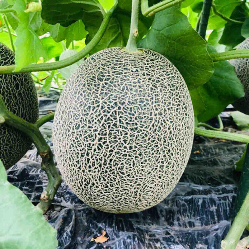 日本松本農園肥後蜜瓜  (1pc)