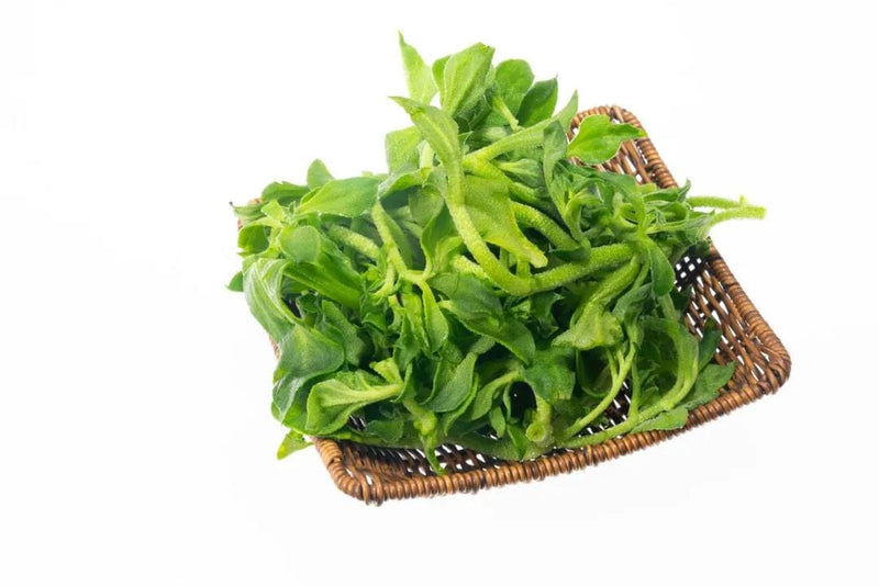Chinese Ice Plant  (1pack)