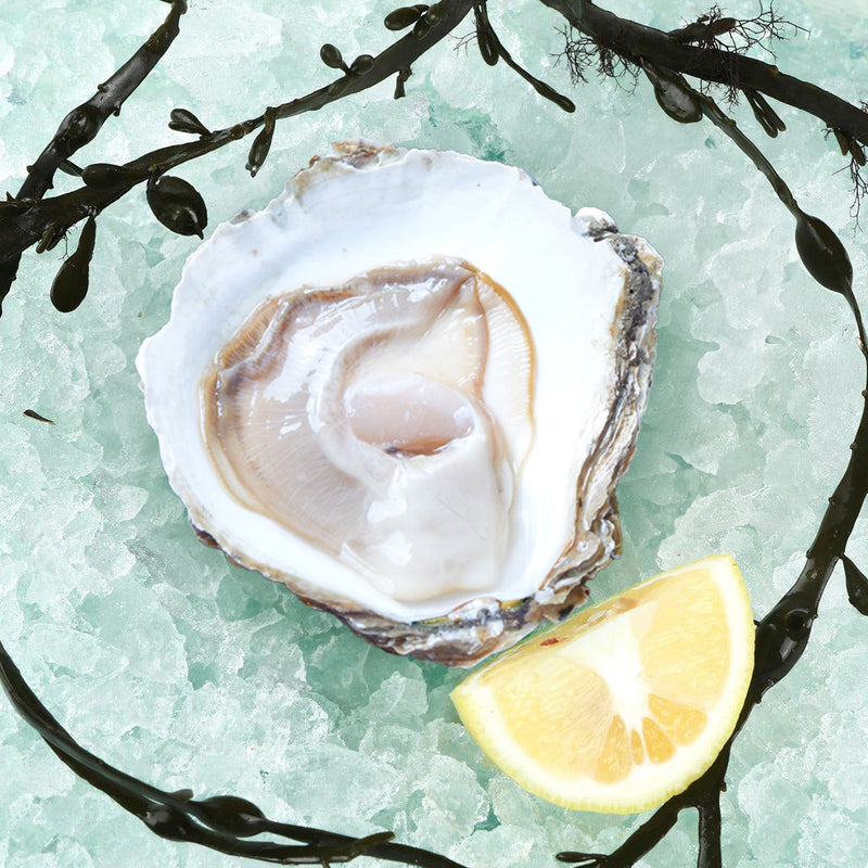 SAINT KERBER French Saint Kerber Organic Belon Oyster Nr.2  (1pc)