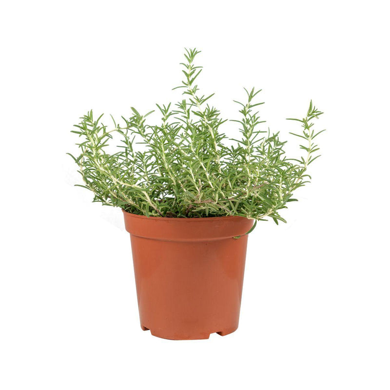 Local Organic Rosemary Pot  (1pack)