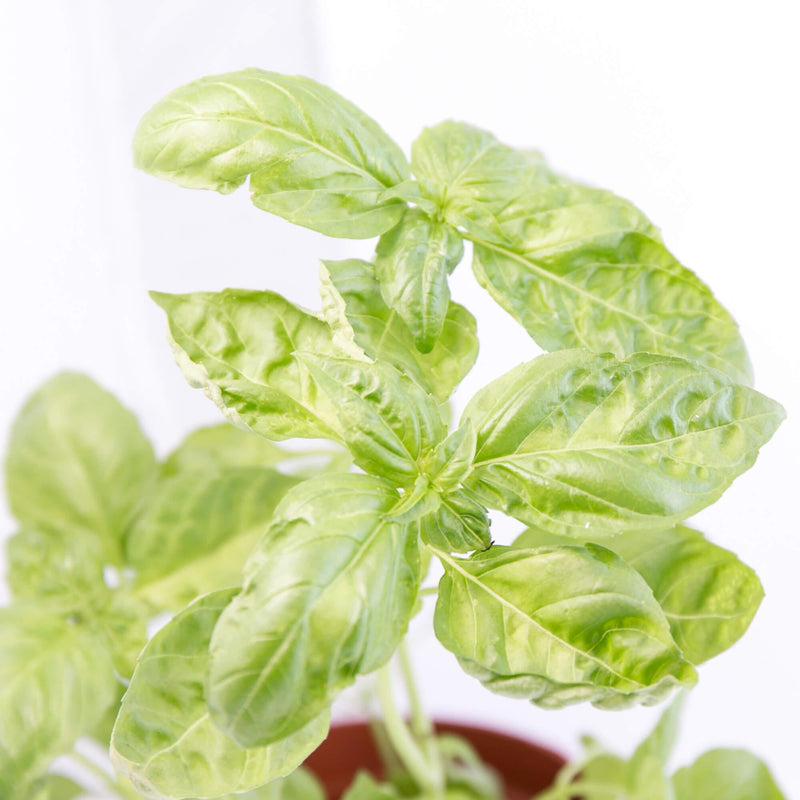 Local Organic Italian Basil Pot  (1pack)