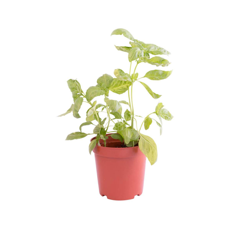 Local Organic Italian Basil Pot  (1pack)