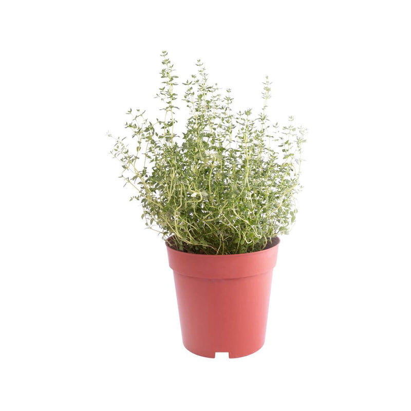 Local Organic Thyme Pot  (1pc)