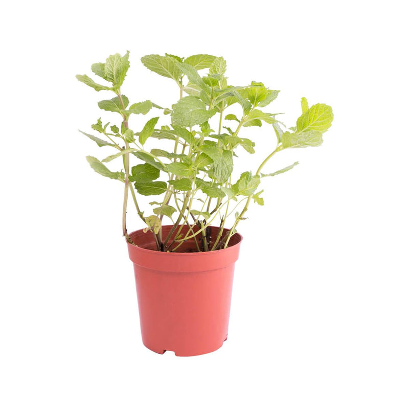 Local Organic Mint Pot  (1pack)