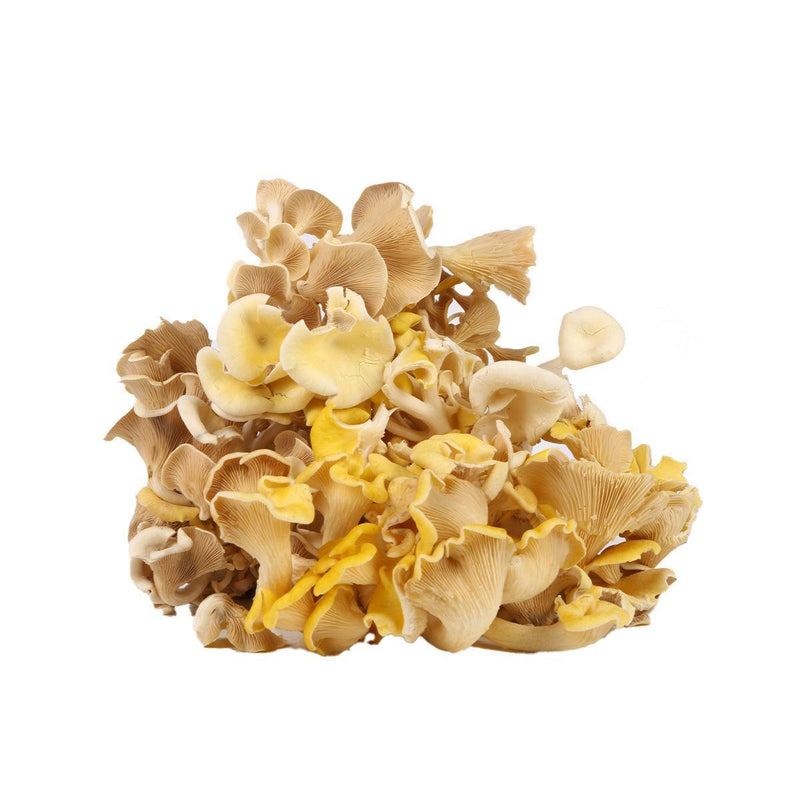 NEW LIFE FARM Local Organic Golden Oyster Mushroom  (1pack)