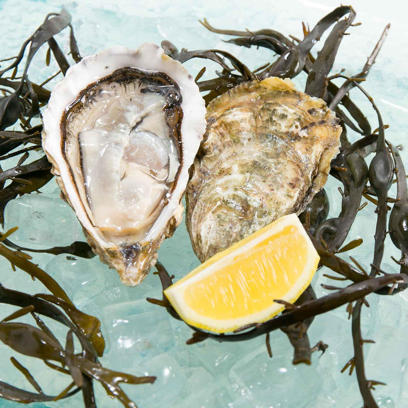 PERLE BLANCHE French White Pearl Oyster Nr.1 (EC)
