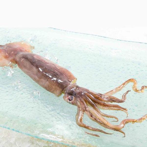 CHU-SUI Japan Aomori Squid [Previously Frozen]  (1pack)