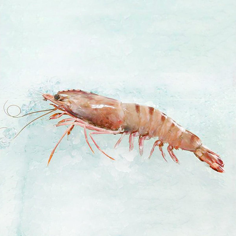 Seafood Hong Kong E-shop Selection - Malaysian Tiger Prawn [Previously Frozen] (350g)