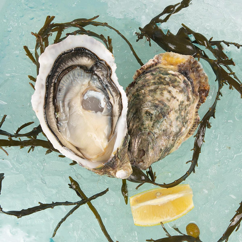 TARBOURIECH French Tarbouriech Speciale Oyster [Oyster Bar]  (1pc)