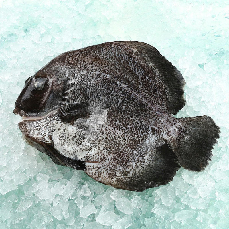 HONG KONG AQUACULTURE Local Frozen Farmed Round Batfish - M  (1pack)