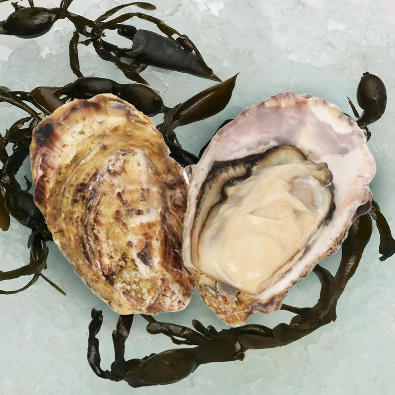 KANEYOKOSHINO Japan Hokkaido Akkeshi Miemaru Oyster N.2 [O.bar]  (1pc)