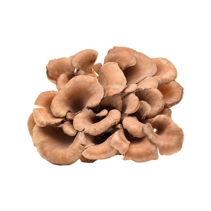 Japanese White Maitake Mushroom (S)  (70g)