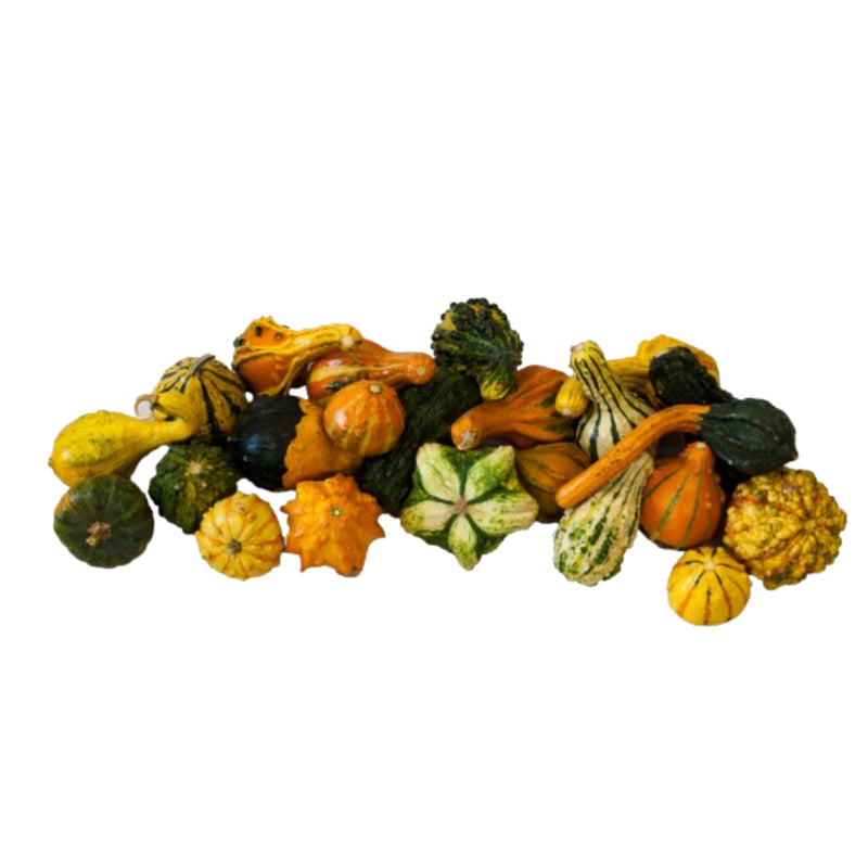 USA Halloween Ornamental Gourd (0.5 lbs) (1 piece)