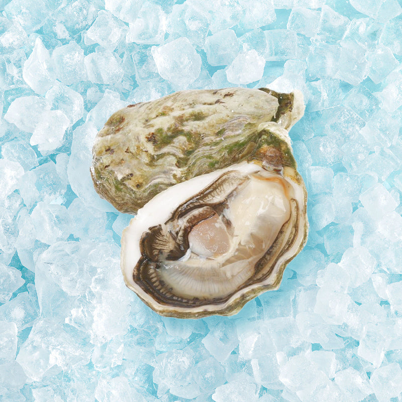 JOSEPHINE French Josephine Oyster Nr.1 [O.bar]  (1pc)