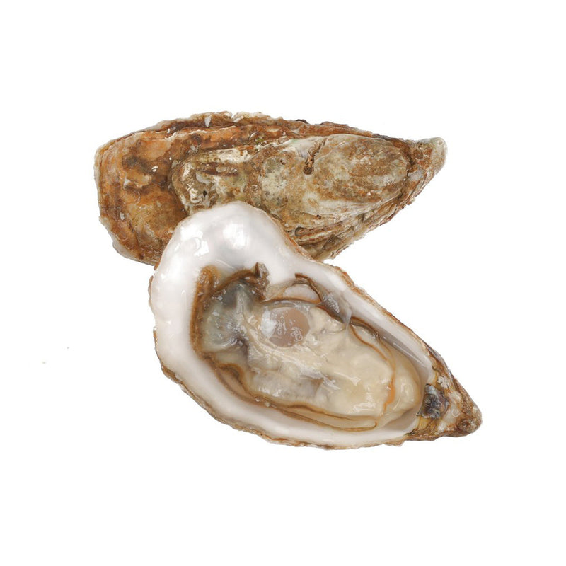 TIA MARAA French Tia Maraa Oyster Nr.1 [O.bar]  (1pc)