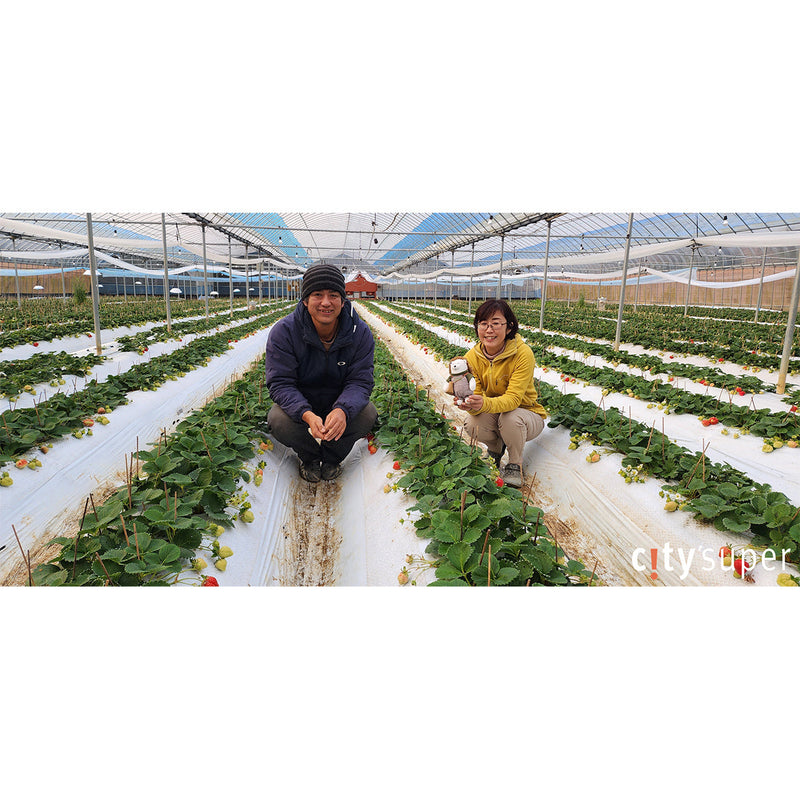 Japan Fukuoka Ise Farm Amaou Strawberry Gift Box - No Chemical Pesticide