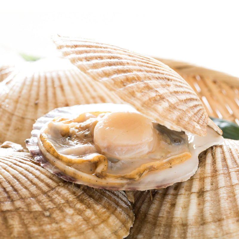 KANESHIME-C Japan Hokkaido Live Scallop (pc)