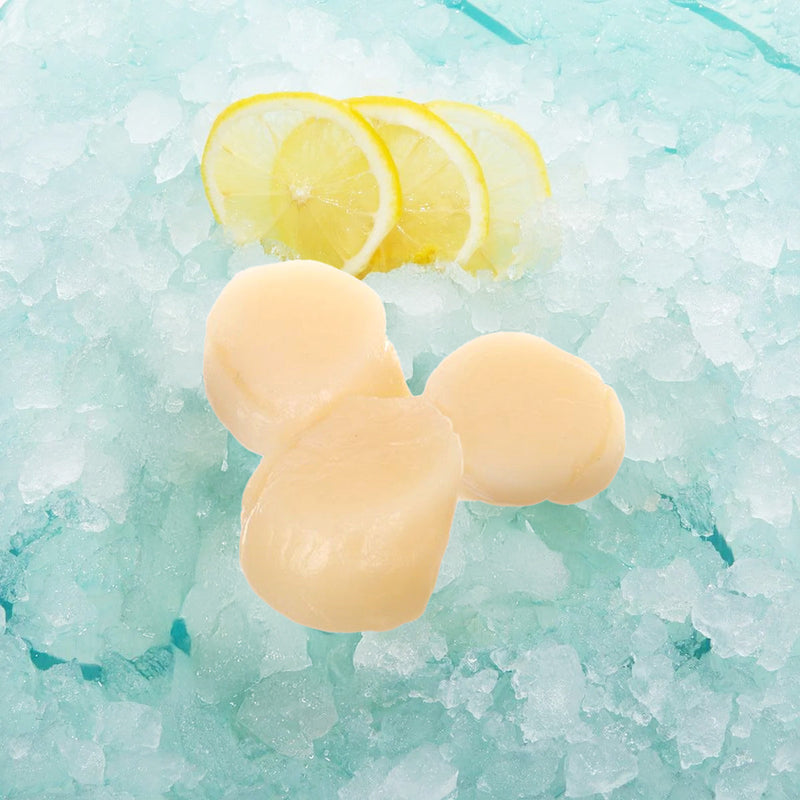 Japan Hokkaido Scallop U15 for Cooking [Previously Frozen]  (1pack)