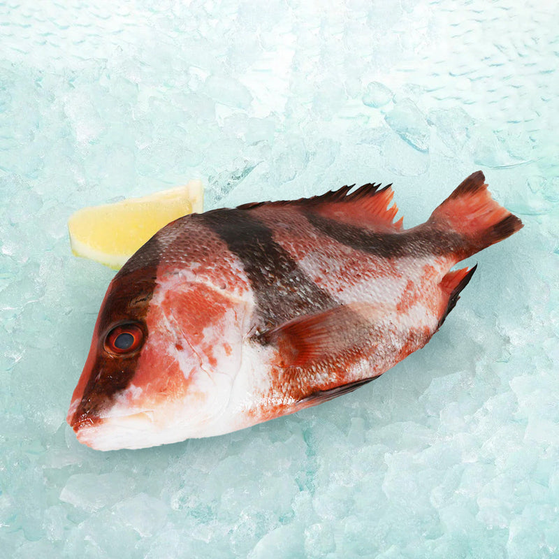 Japan Okinawa Whole Blacktip Grouper (Pre-pack)  (100g)