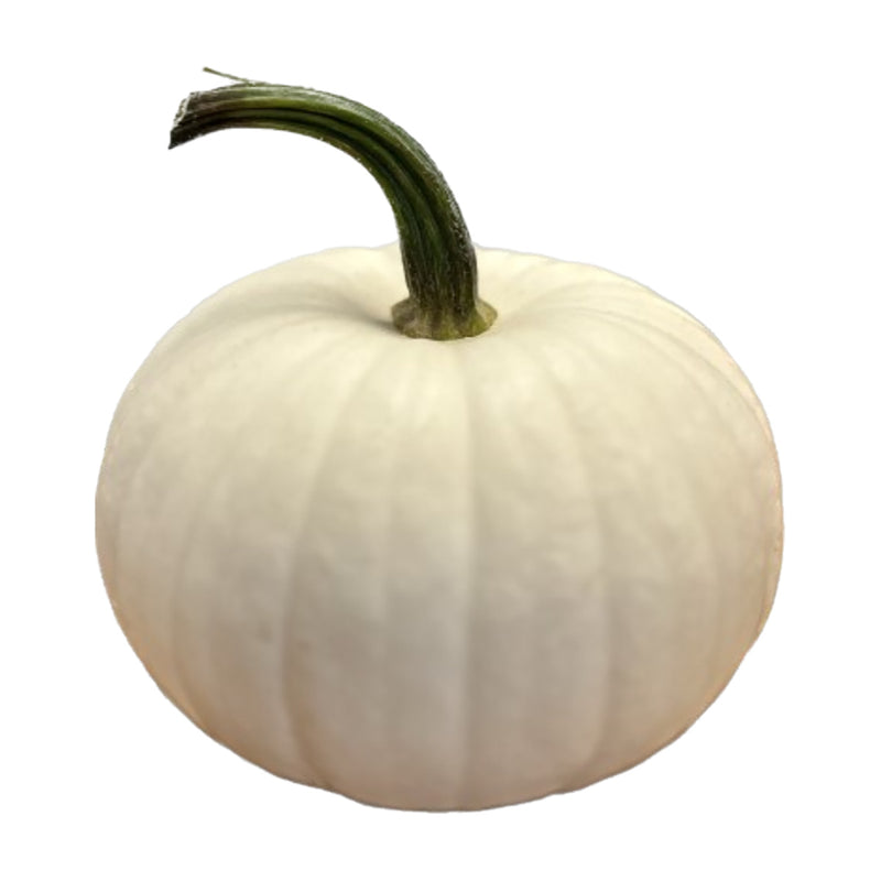 US White Pie Pumpkin  (2-5 lbs) (1 piece)